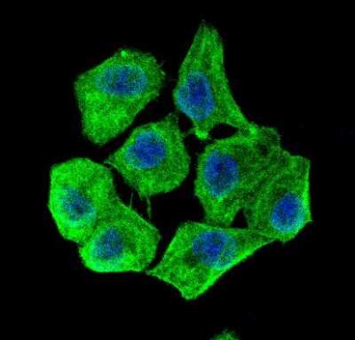 Immunocytochemistry/ Immunofluorescence: beta-Actin Antibody [NB600-503]
