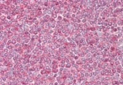 Immunohistochemistry-Paraffin: beta-Actin Antibody [NB100-56874]