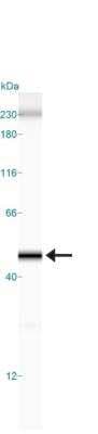 Simple Western: beta-Actin Antibody [NB600-503]