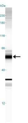 Simple Western: beta-Arrestin 2 AntibodyBSA Free [NBP2-24569]