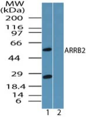 Western Blot: beta-Arrestin 2 AntibodyBSA Free [NBP2-24569]