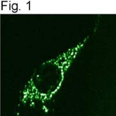 Immunocytochemistry/ Immunofluorescence: beta COP Antibody [NBP2-22544]