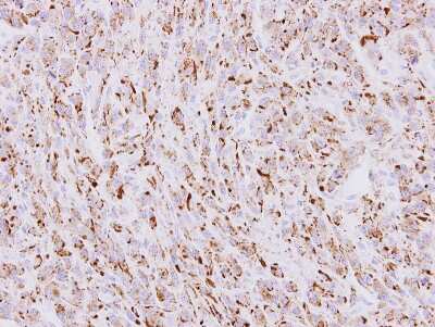 Immunohistochemistry-Paraffin: beta COP Antibody [NBP2-15579]