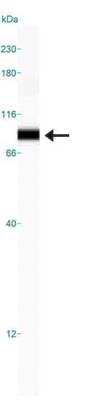 Simple Western: beta-Catenin Antibody (12F7)BSA Free [NBP1-54467]