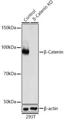 Knockout Validated: beta-Catenin Antibody (6A3P2) [NBP3-15842]