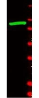 Western Blot: beta Galactosidase Antibody [NB600-305]