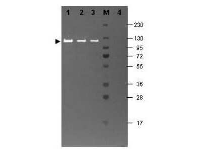 Western Blot: beta Galactosidase Antibody [NB600-305]