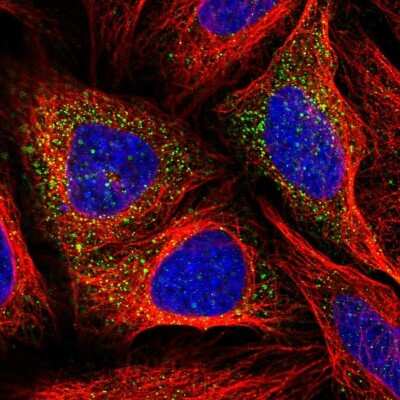 Immunocytochemistry/ Immunofluorescence: beta-Glucuronidase/GUSB Antibody [NBP1-87511]