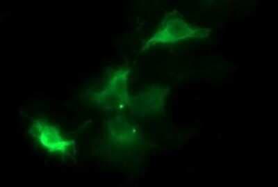 Immunocytochemistry/ Immunofluorescence: beta I Tubulin Antibody (OTI4A3) - Azide and BSA Free [NBP2-72225]