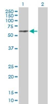 Western Blot: beta II Tubulin B Antibody [H00347733-D01P]