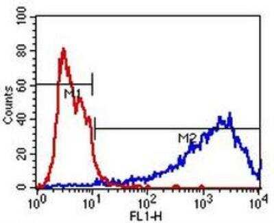 Flow Cytometry: beta-III Tubulin Antibody (2G10) [NBP2-37816]