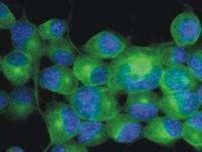 Immunocytochemistry/ Immunofluorescence: beta-III Tubulin Antibody (TU-20) - BSA Free [NB600-1018]
