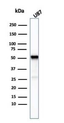 Western Blot: beta-III Tubulin Antibody (TUBB3/3732)Azide and BSA Free [NBP3-08455]