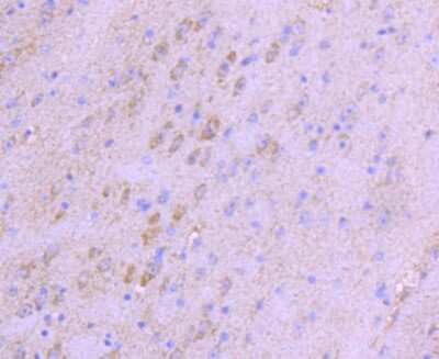 Immunohistochemistry-Paraffin: beta-NGF Antibody (SI79-01) [NBP2-67406]