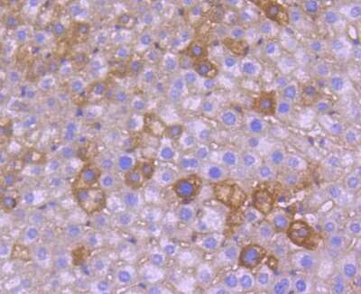 Immunohistochemistry-Paraffin: beta-NGF Antibody (SI79-01) [NBP2-67406]