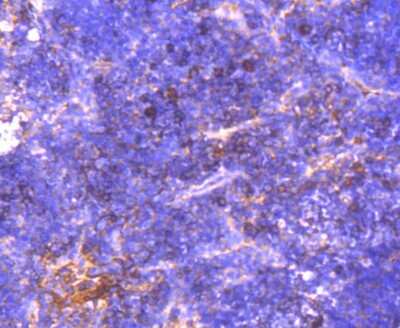 Immunohistochemistry-Paraffin: beta-NGF Antibody (SI79-01) [NBP2-67406]