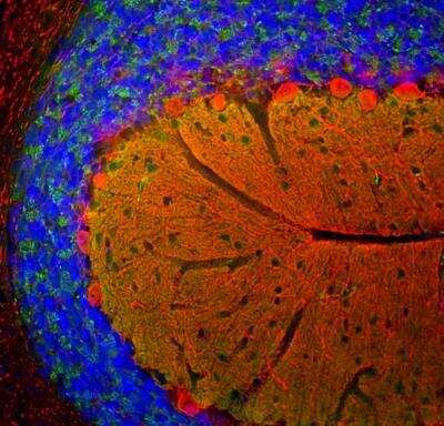 Immunocytochemistry/ Immunofluorescence: beta-Synuclein Antibody [NBP3-05529]