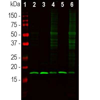 Western Blot: beta-Synuclein Antibody [NBP3-05556]