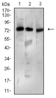 Western Blot: beta-TrCP1/BTRC Antibody (3D5E6)BSA Free [NBP2-61713]