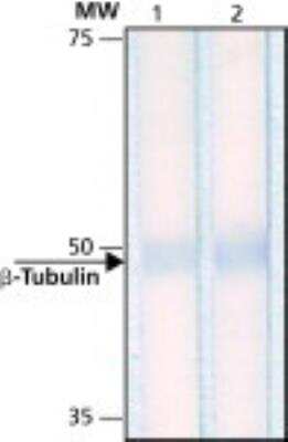 Western Blot: beta Tubulin Antibody (D66) [NB600-1514]