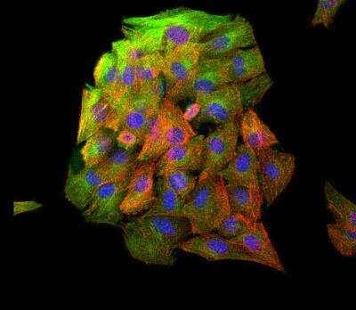 Immunocytochemistry/ Immunofluorescence: beta Tubulin Antibody - BSA Free [NB600-936]