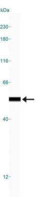 Simple Western: beta Tubulin Antibody [NB100-56459]