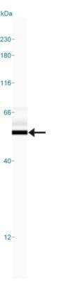 Simple Western: beta Tubulin AntibodyBSA Free [NB600-936]