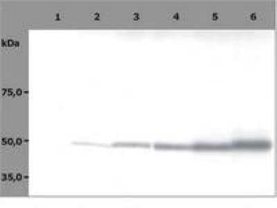 Western Blot: beta Tubulin Antibody (TU-06) [NB120-7792]