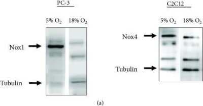 Western Blot: beta Tubulin AntibodyBSA Free [NB600-936]