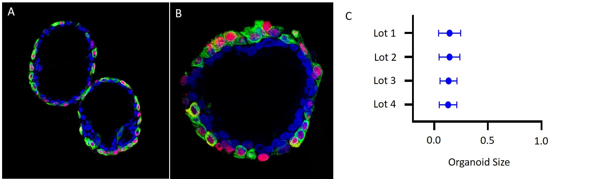 Human Lung Organoids Grown in Cultrex UltiMatrix RGF BME.