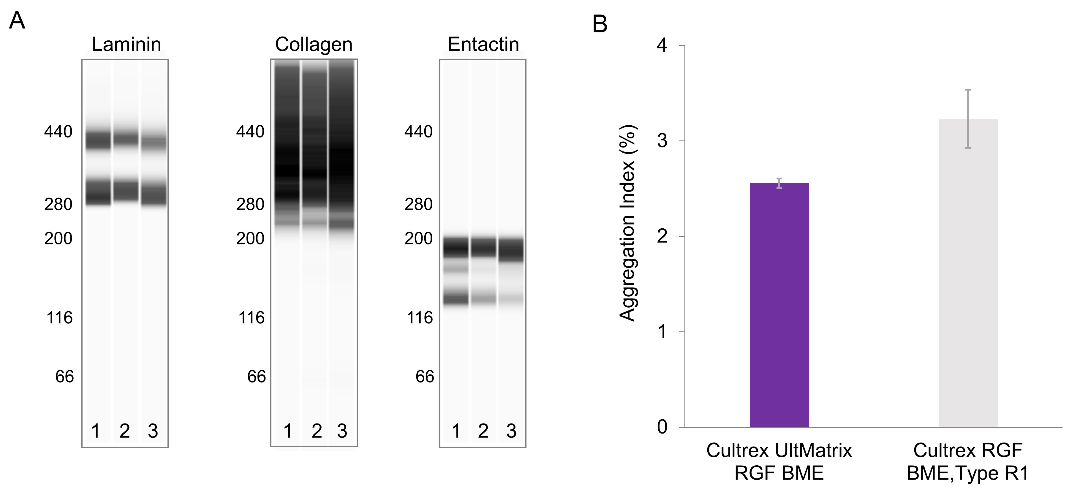 Cultrex UltiMatrix RGF BME has Optimized Extracellular Matrix Composition and Soluble Protein
