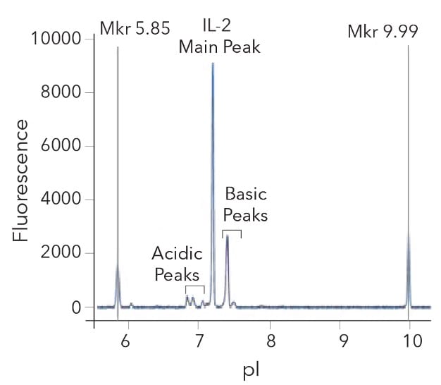 Charge consistency of GMP Human IL-2 Protein