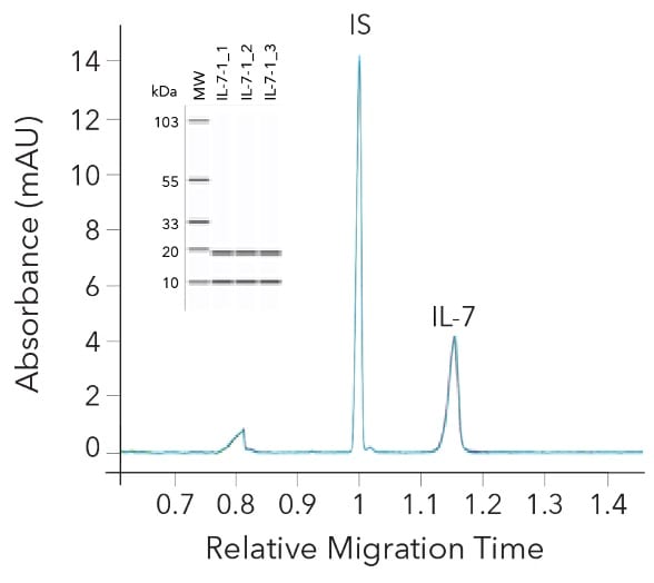 Purity consistency of GMP Human IL-7 Protein