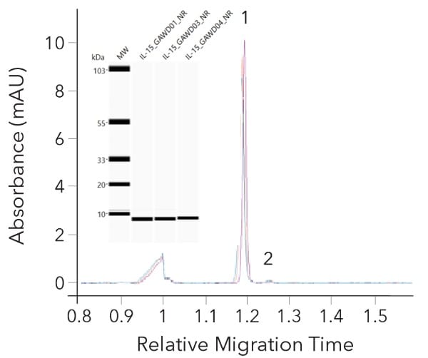 Purity consistency of GMP Human IL-15 Protein