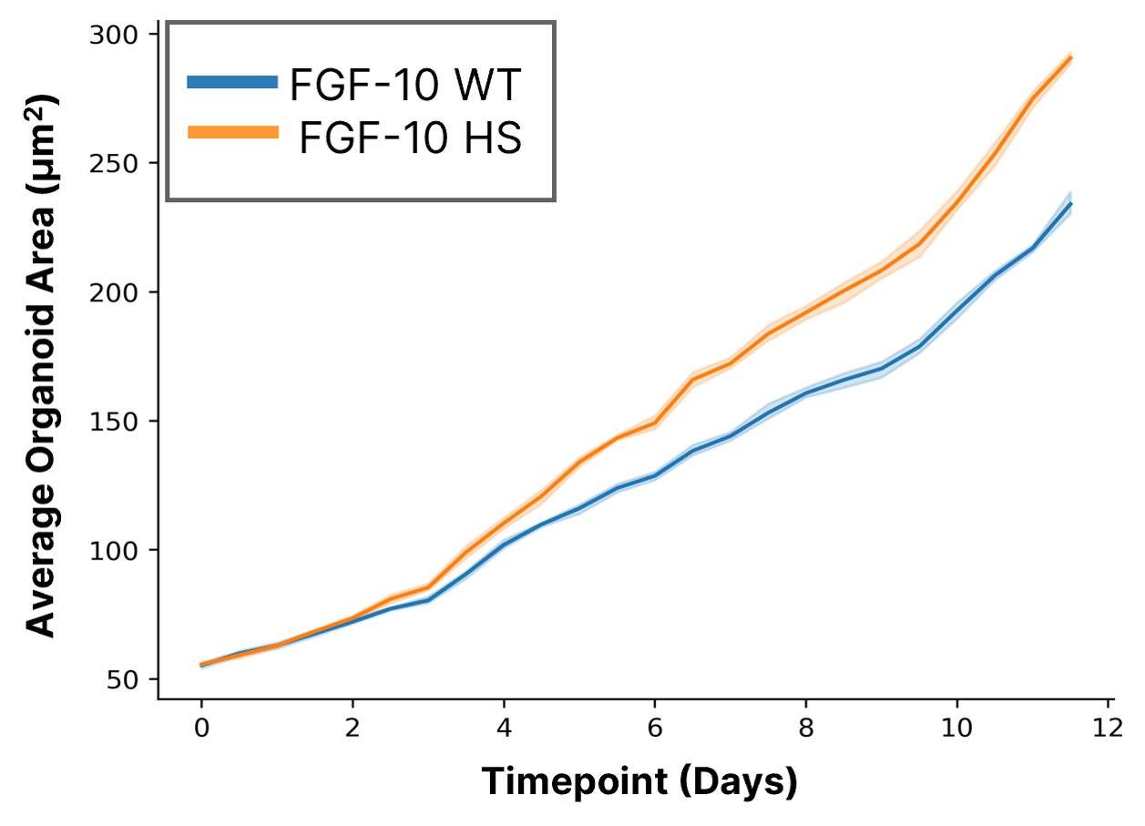 FGF10 WT vs FGF10-HS