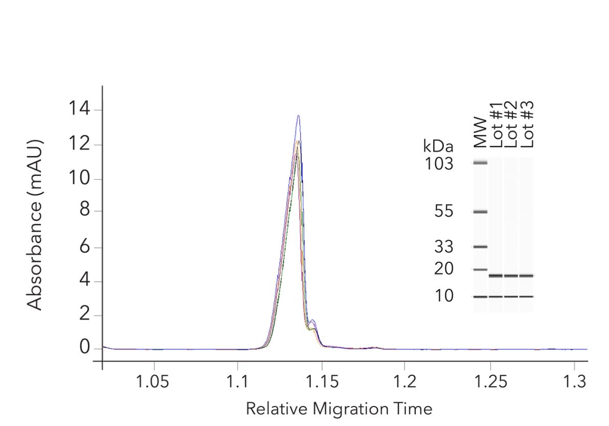 Purity consistency of GMP Human SCF Protein
