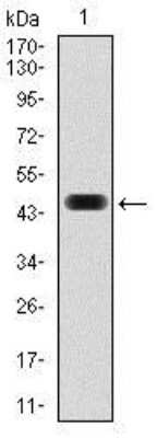 Western Blot: c-Fos Antibody (2G2)BSA Free [NBP2-37492]