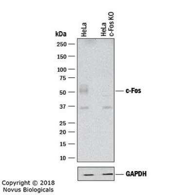 Knockout Validated: c-Fos Antibody (2H2) [NBP2-50037]