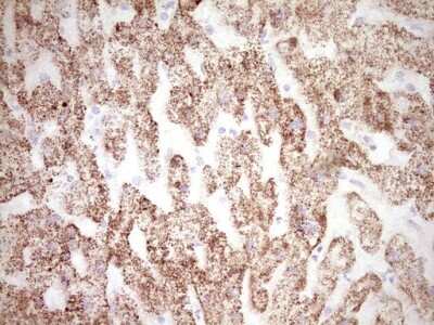 Immunohistochemistry: c-Fos Antibody (OTI7D6) [NBP2-45694]