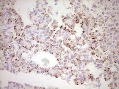 Immunohistochemistry: c-Fos Antibody (OTI7D6) [NBP2-45694]