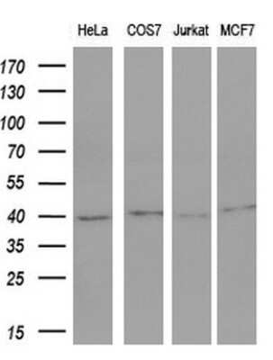 Western Blot: c-Fos Antibody (OTI7D6) [NBP2-45694]