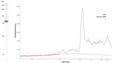 Simple Western: c-Myc Antibody (9E10.3)Azide and BSA Free [NBP2-47738]