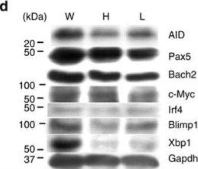 Western Blot: c-Myc Antibody (9E10)BSA Free [NB600-302]