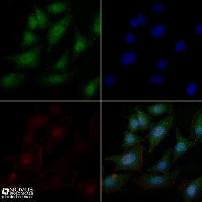 Immunocytochemistry/ Immunofluorescence: c-Myc Antibody (9E10) - BSA Free [NB600-302]