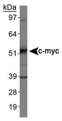 Western Blot: c-Myc Antibody (9E10)BSA Free [NB600-302]