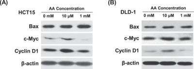 Western Blot: c-Myc Antibody (9E11)BSA Free [NB200-108]