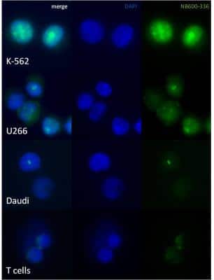 Immunocytochemistry/ Immunofluorescence: c-Myc Antibody [NB600-336]