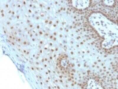 Immunohistochemistry-Paraffin: c-Myc Antibody (MYC275) - Azide and BSA Free [NBP2-34691]