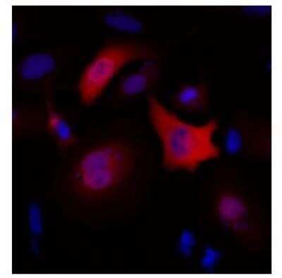 Immunocytochemistry/ Immunofluorescence: c-Myc Antibody (Myc.A7) - Azide and BSA Free [NBP2-37822]