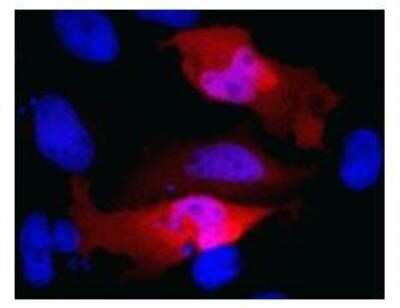 Immunocytochemistry/ Immunofluorescence: c-Myc Antibody (Myc.A7) - Azide and BSA Free [NBP2-37822]